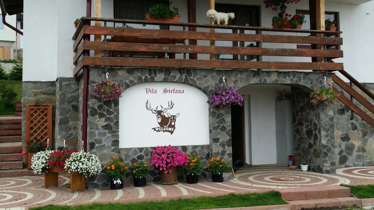 Vila Stefana Păltiniş Dış mekan fotoğraf